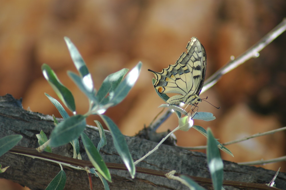 mariposa