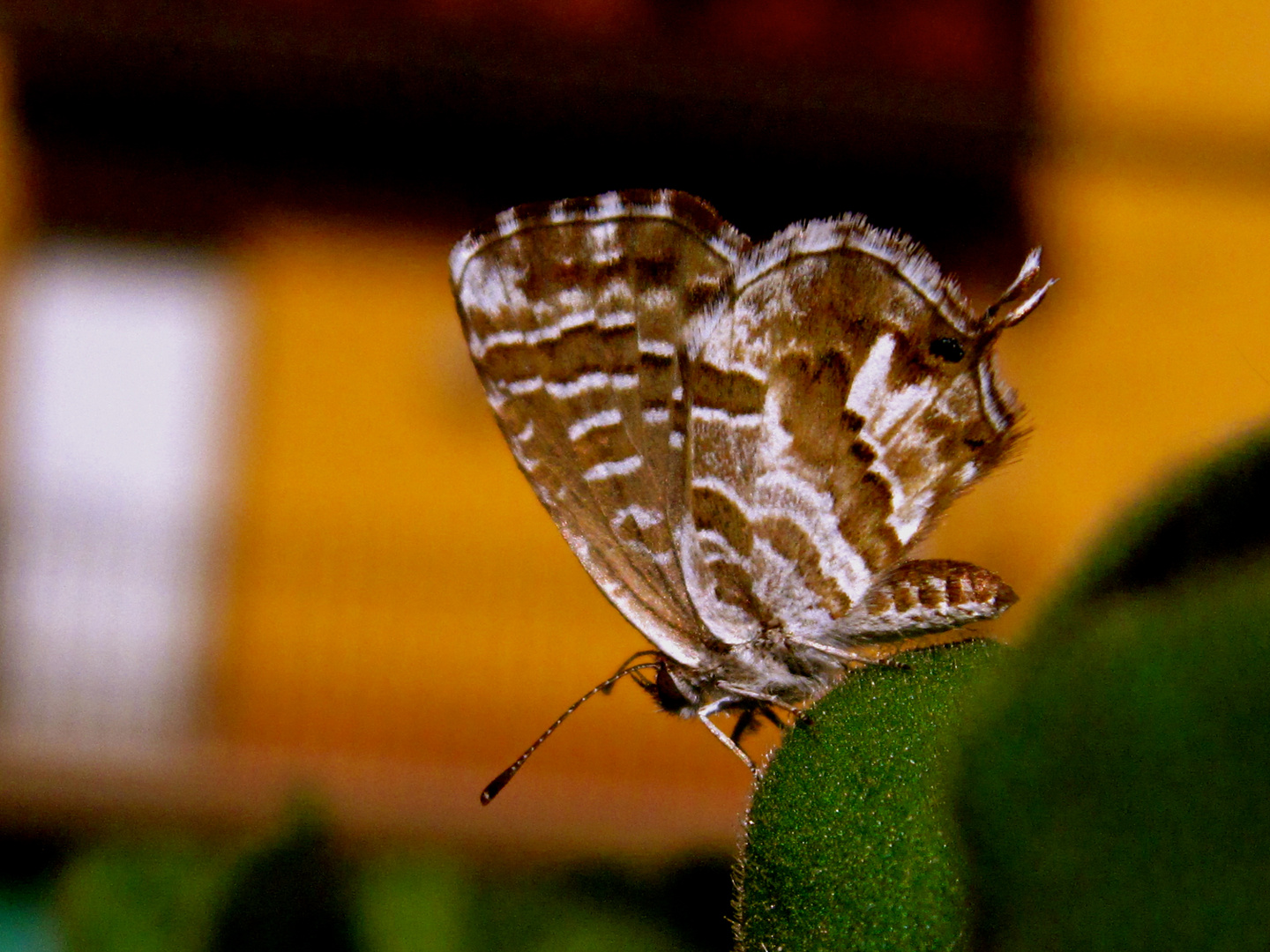 MARIPOSA