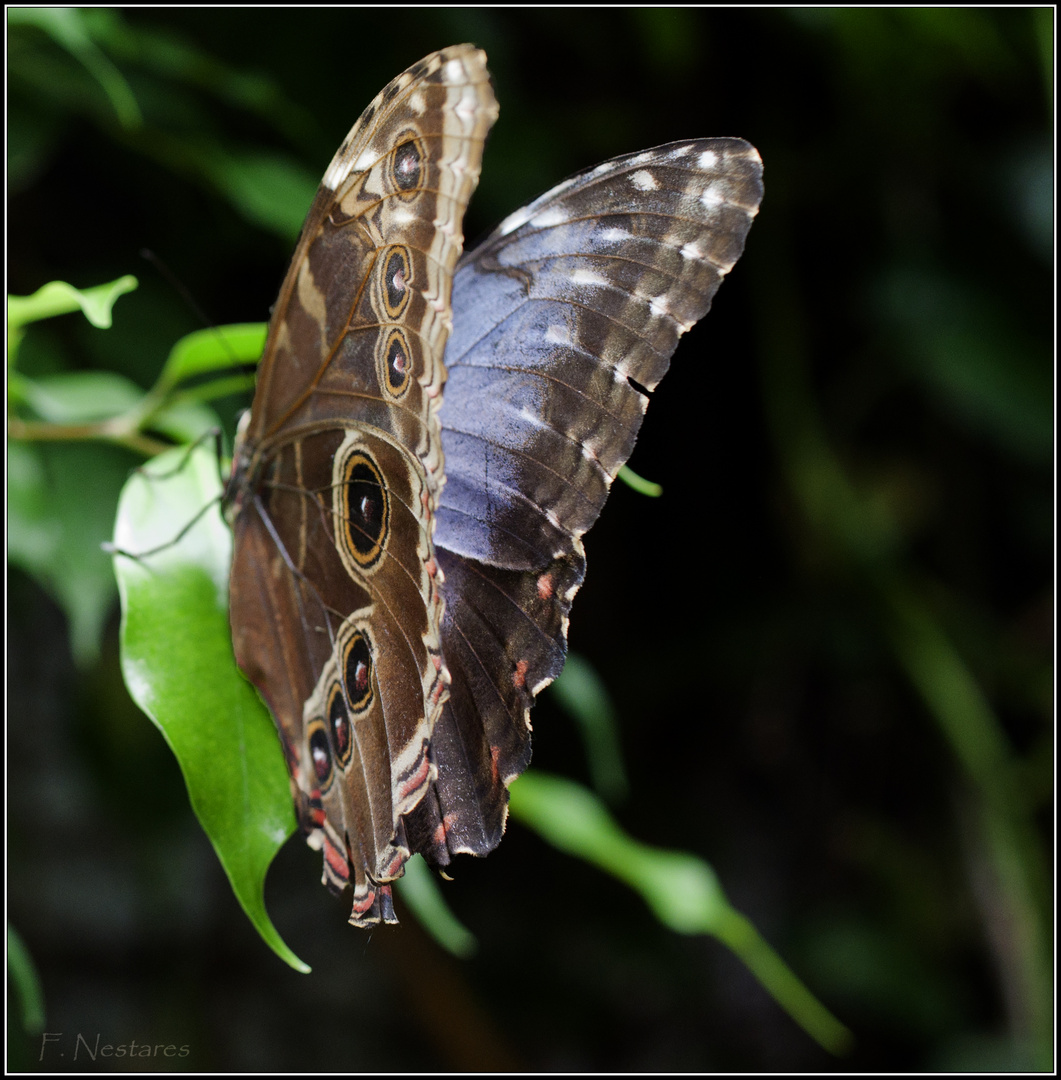 mariposa