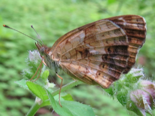 Mariposa 9