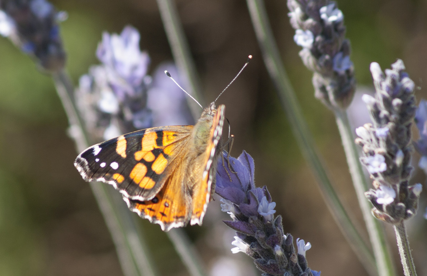 Mariposa