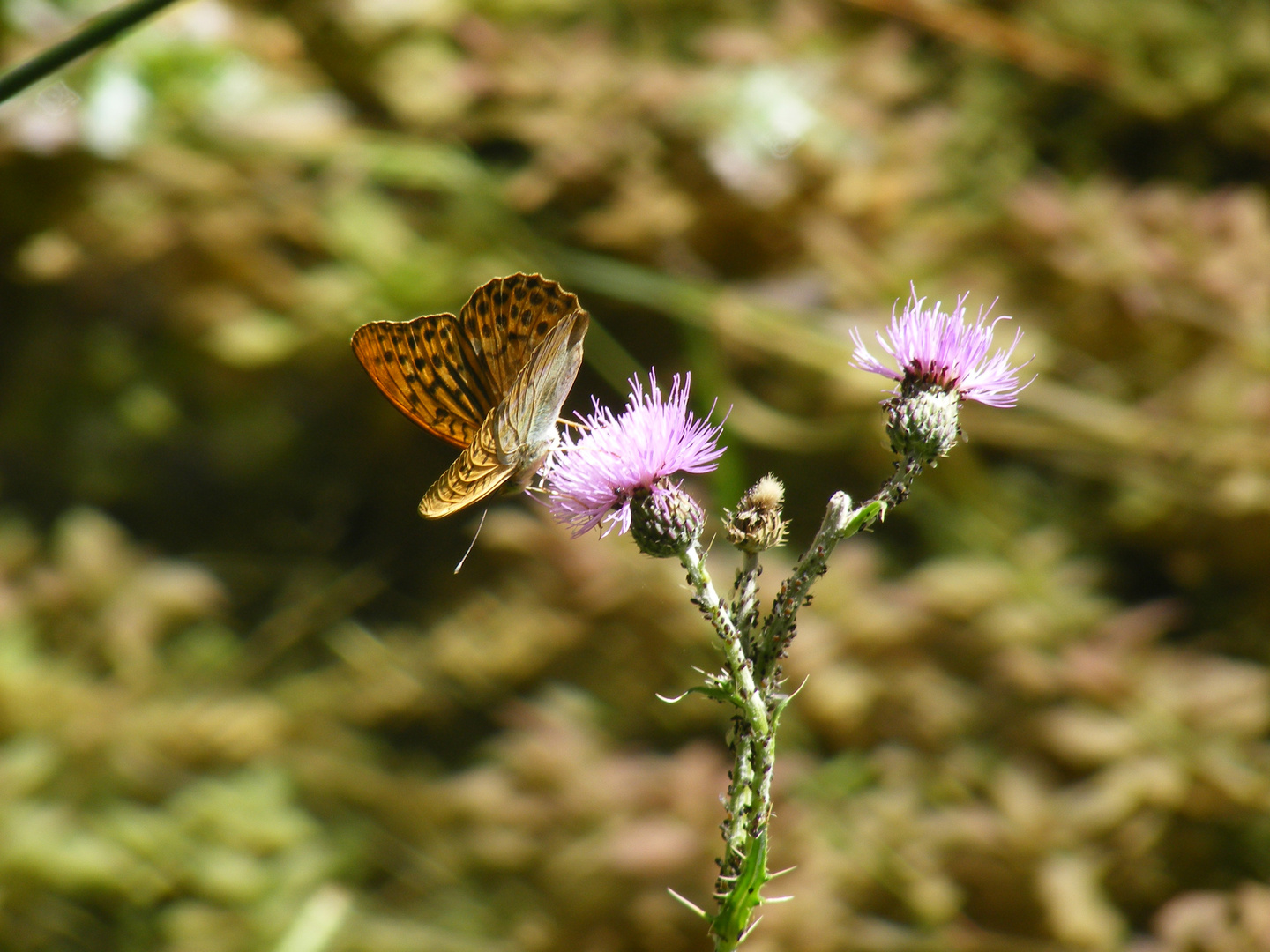 mariposa