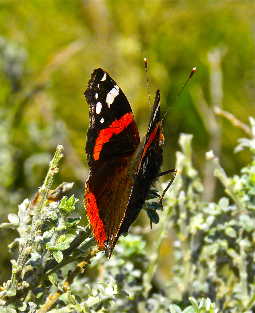 Mariposa