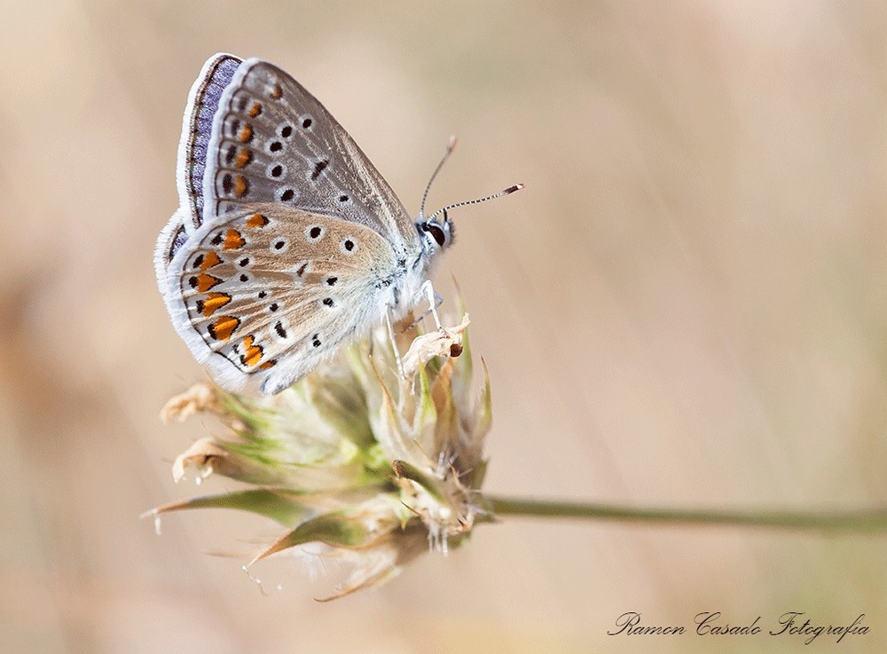 Mariposa