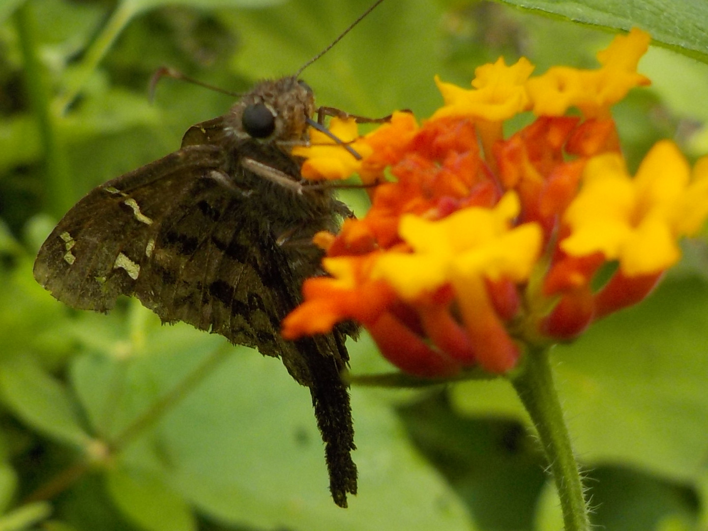 Mariposa