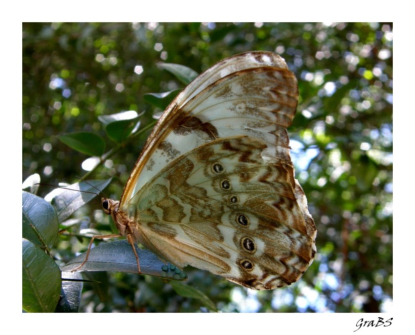 Mariposa