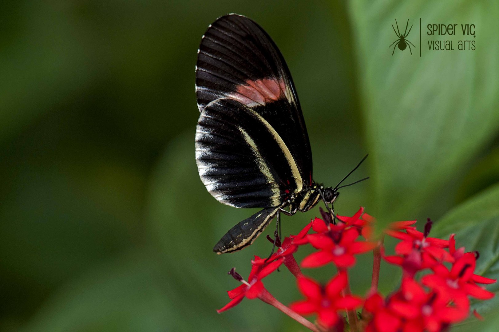 Mariposa