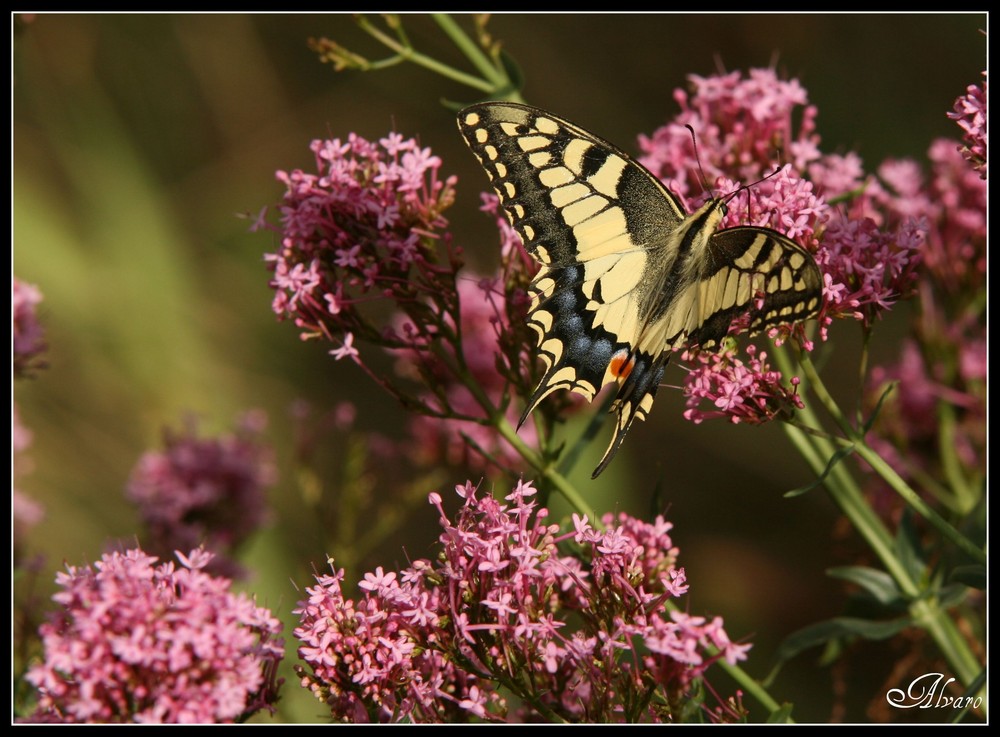 Mariposa.