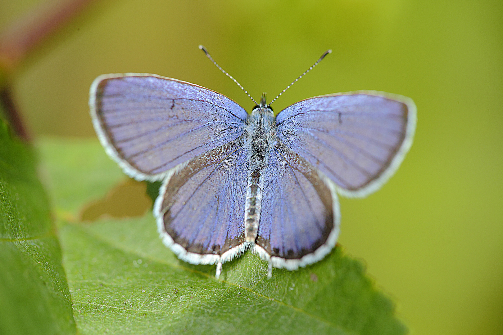 mariposa