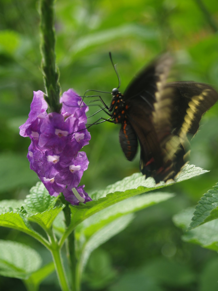 mariposa