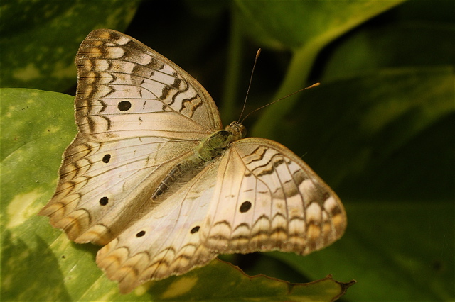 Mariposa