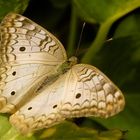 Mariposa