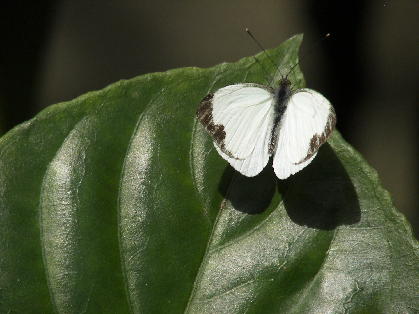 Mariposa