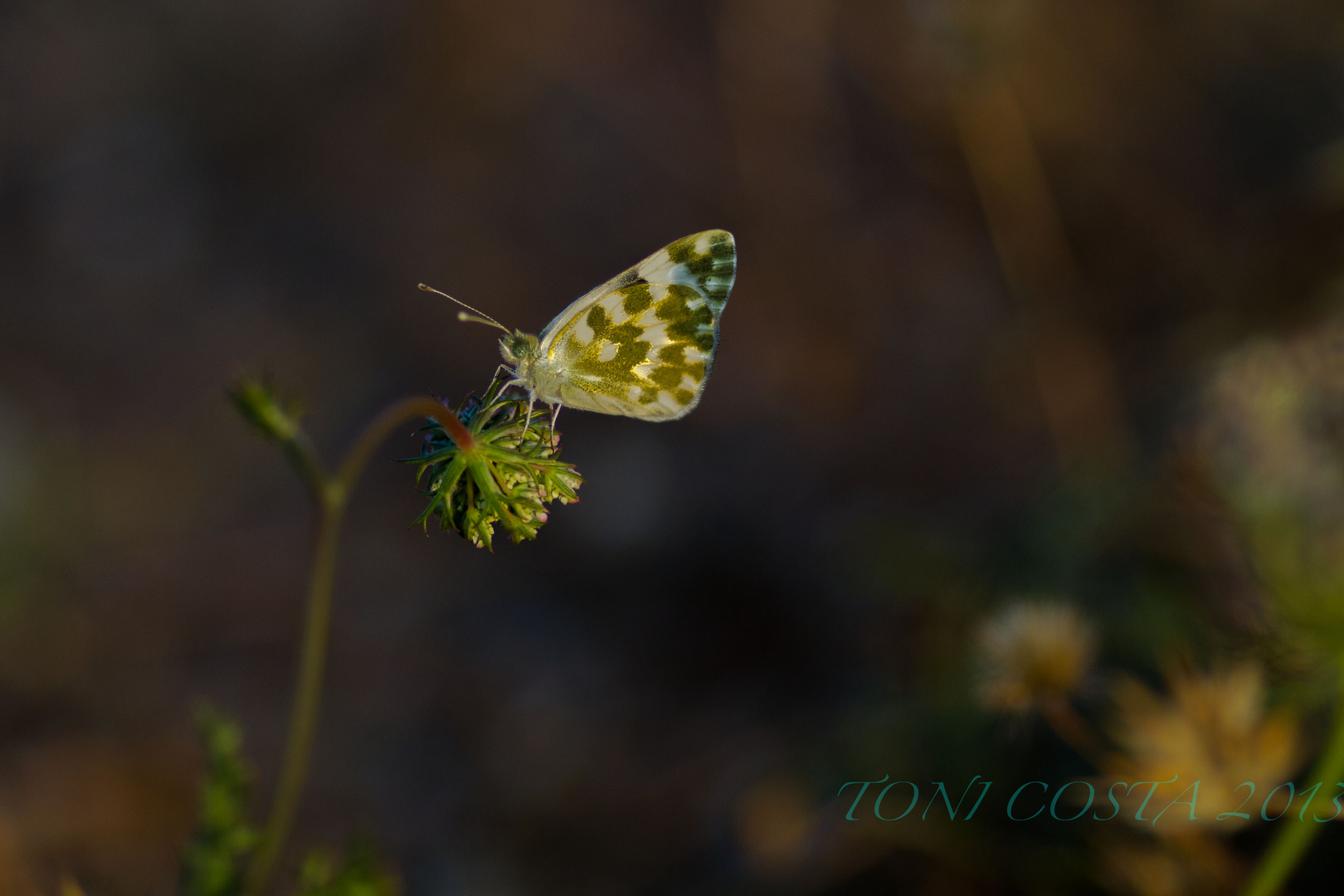 mariposa