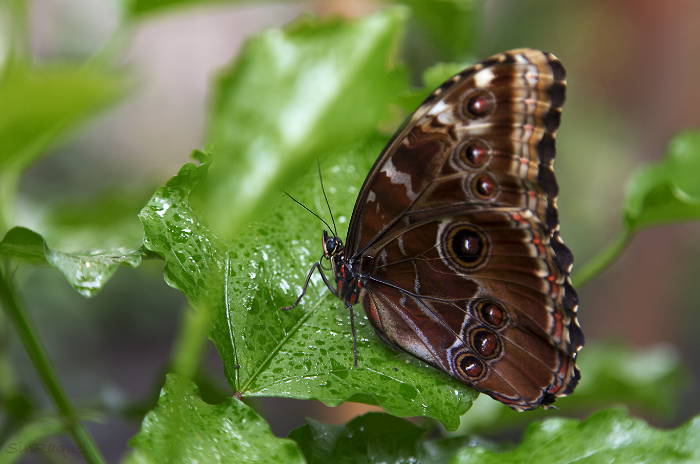 Mariposa