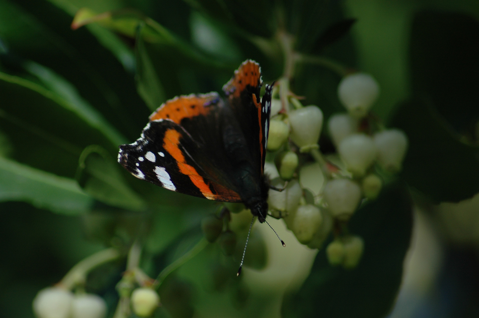 Mariposa