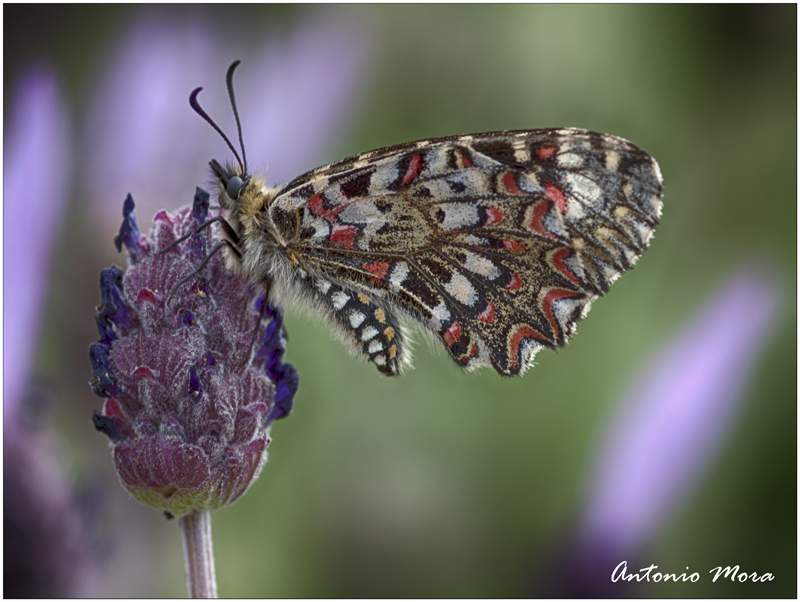 Mariposa