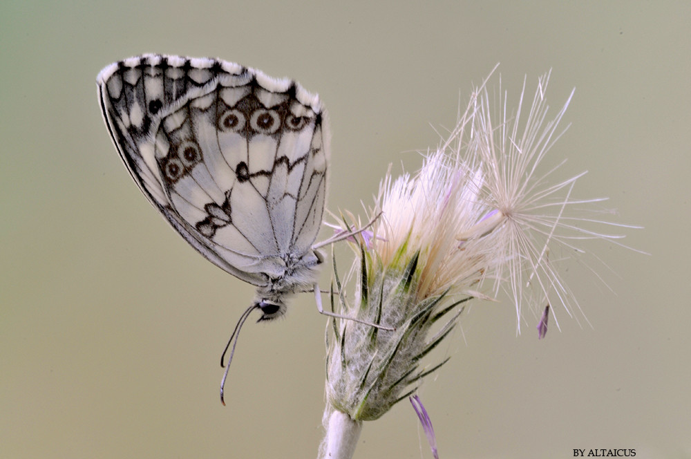 Mariposa