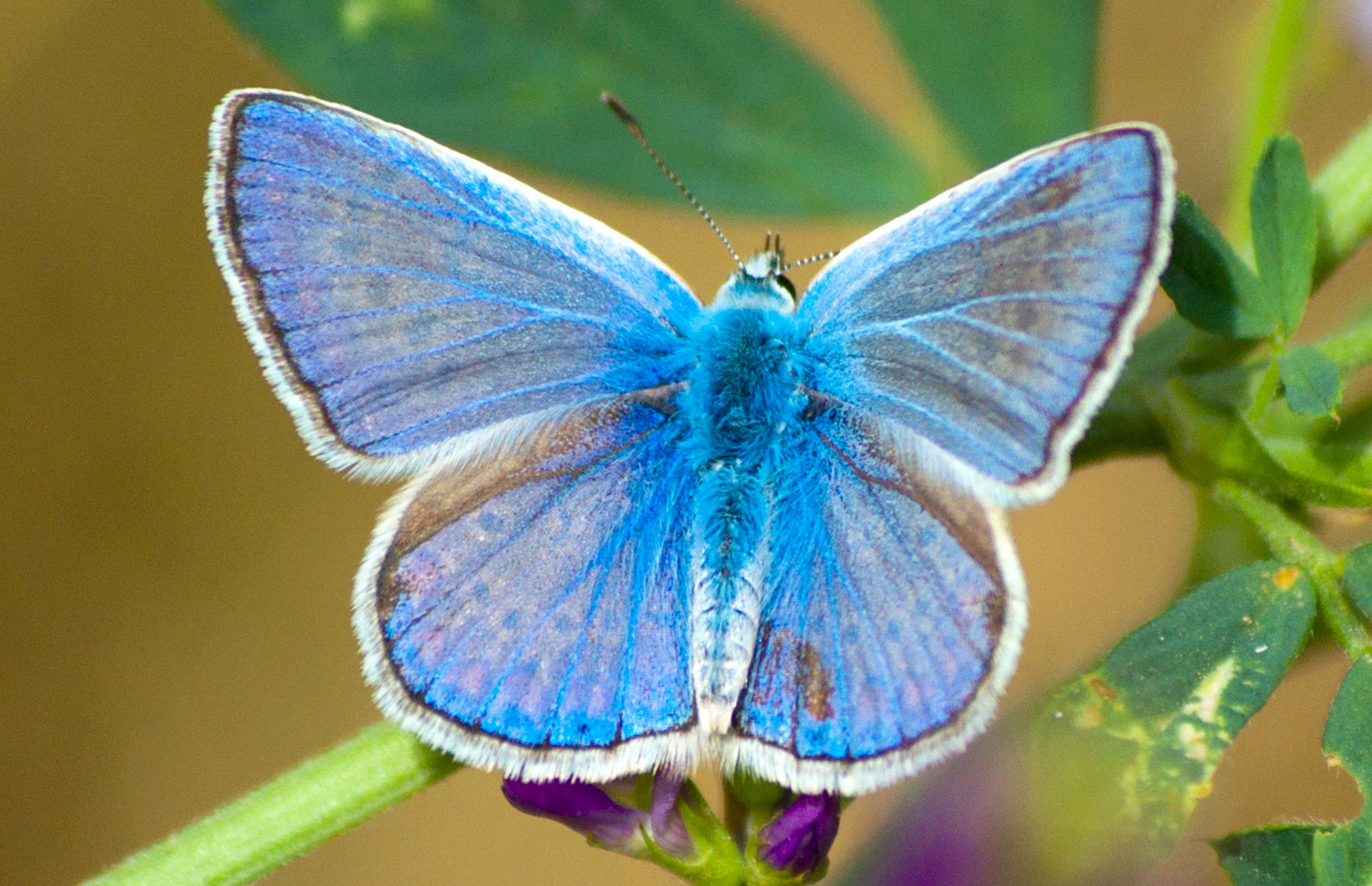 Mariposa