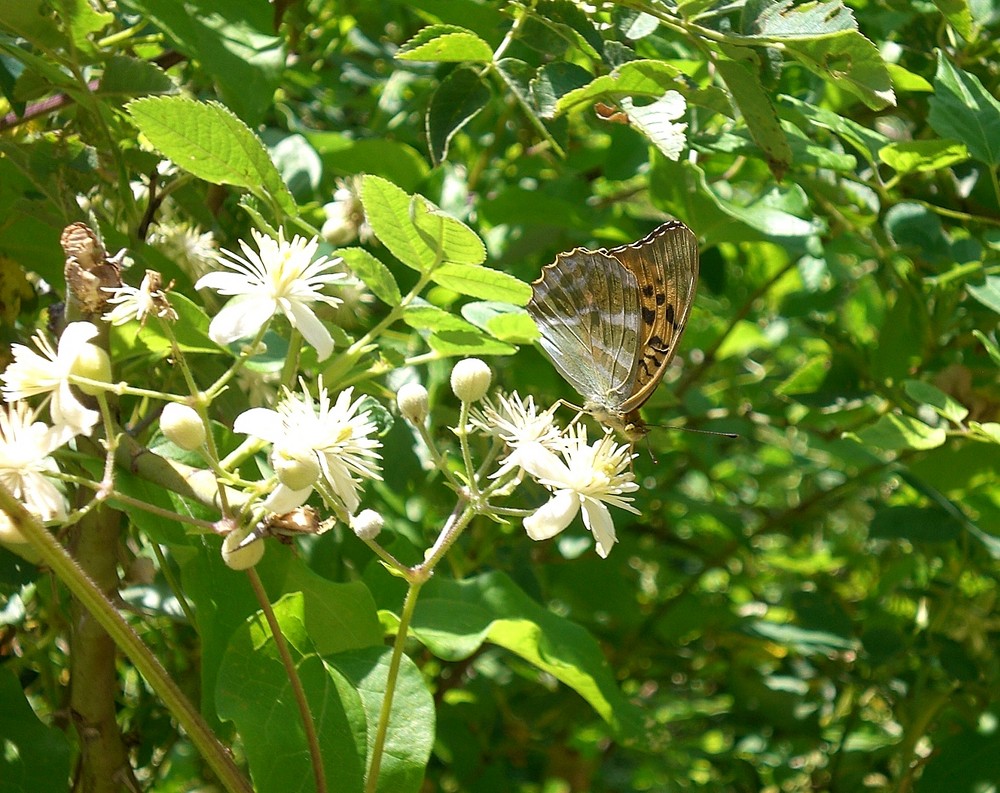 MARIPOSA