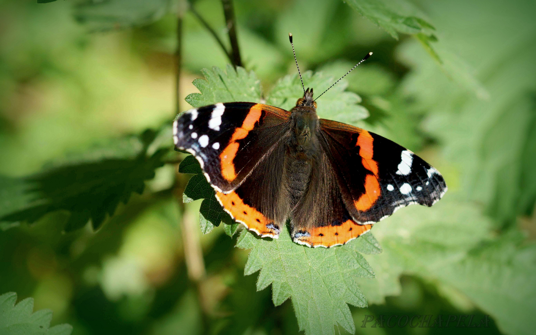 Mariposa ¡¡¡¡¡