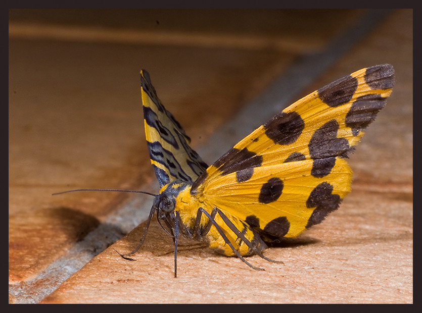 Mariposa ahogada