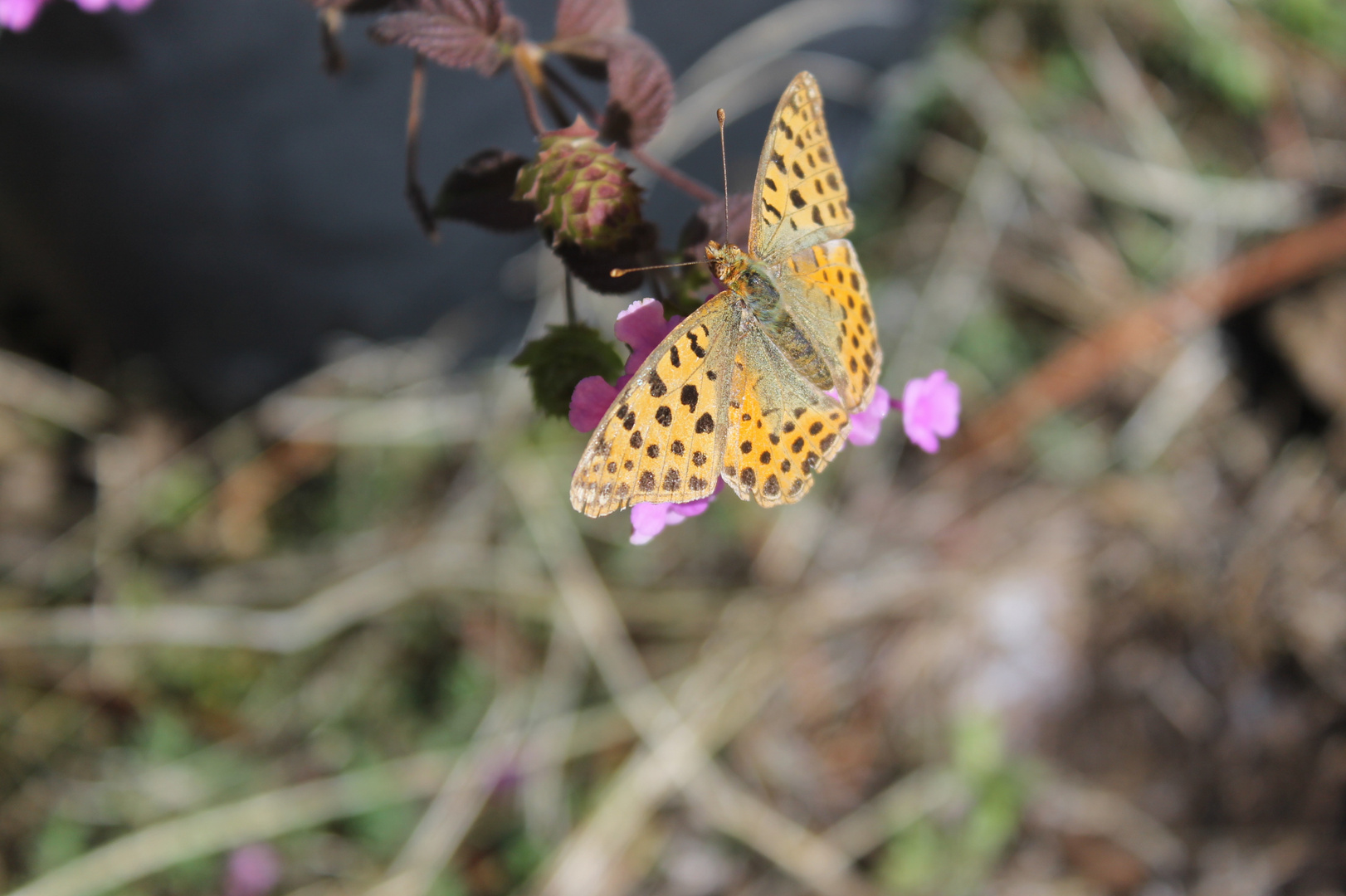 Mariposa al sol