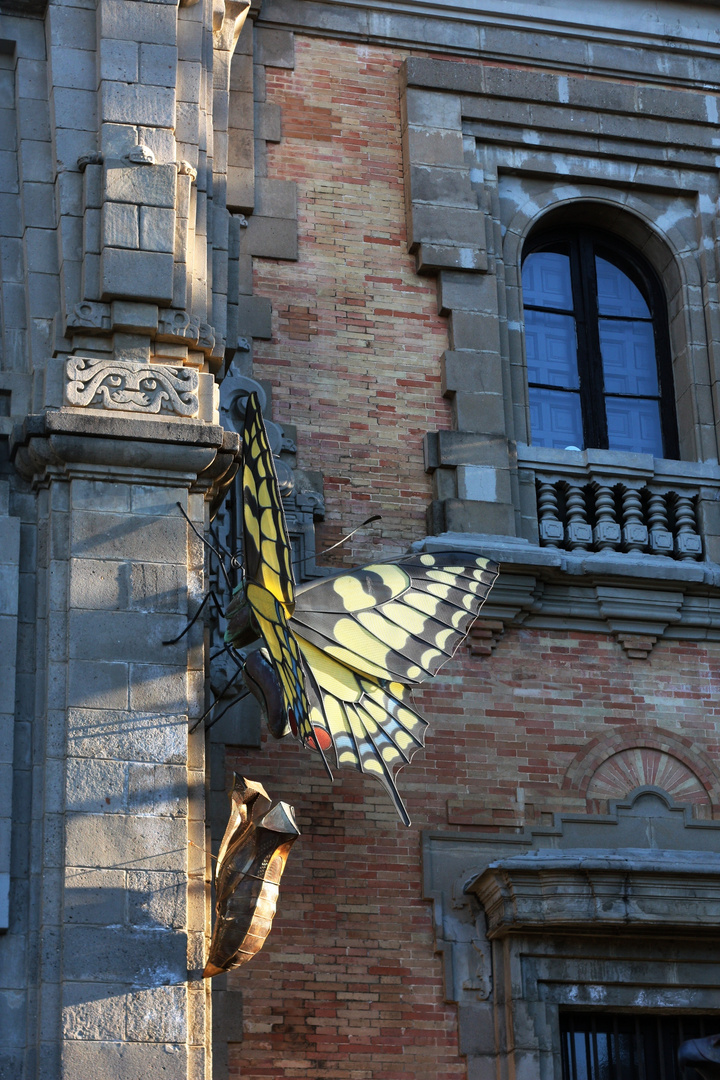 mariposa al sol