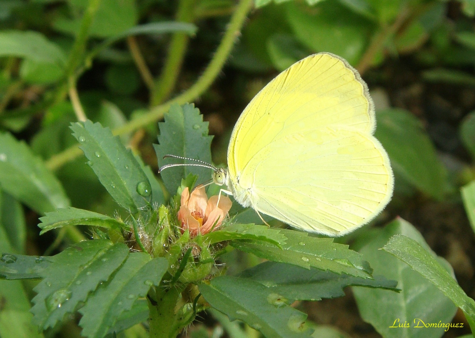 Mariposa Amarilla