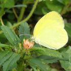 Mariposa Amarilla