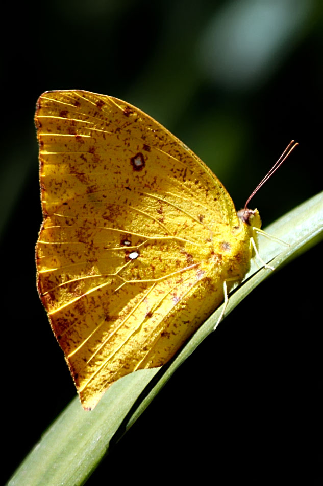 Mariposa amarilla