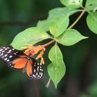 mariposa an feuerranke