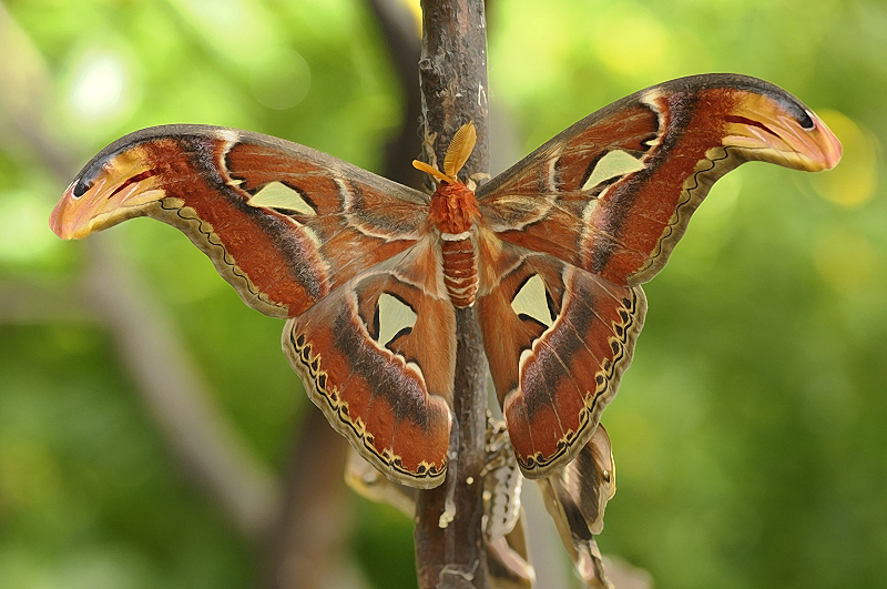 Mariposa Atlas