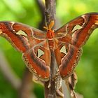 Mariposa Atlas