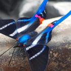 Mariposa azul