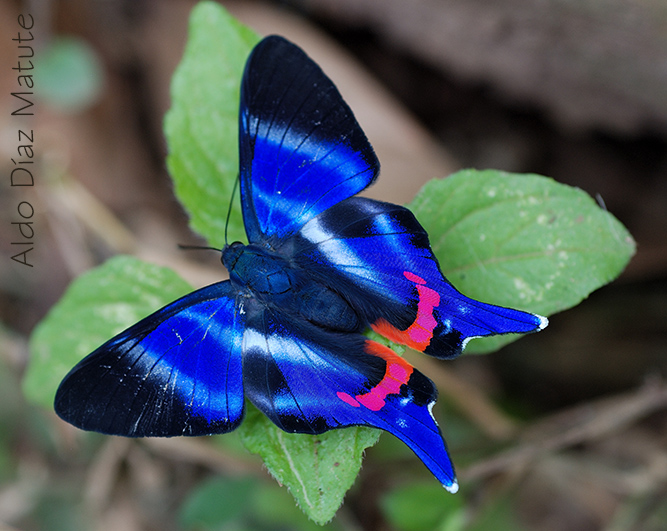 Mariposa Azul