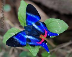 Mariposa Azul