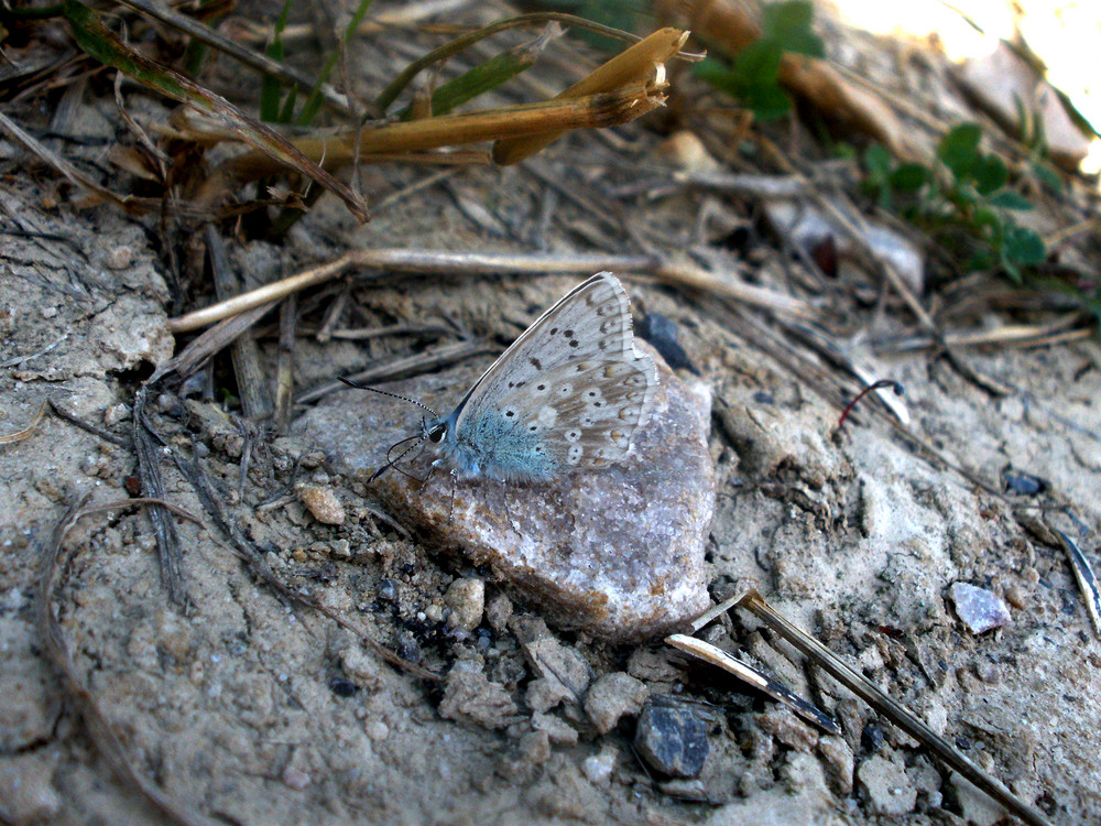 mariposa azul