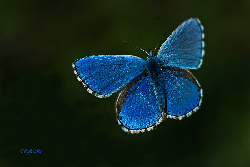 Mariposa azul