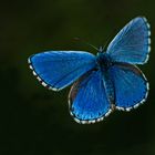 Mariposa azul