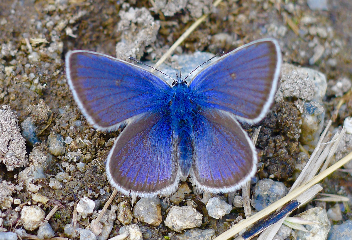 Mariposa Azul ( Maculinea rebeli) - 1