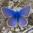 Mariposa Azul ( Maculinea rebeli) - 1