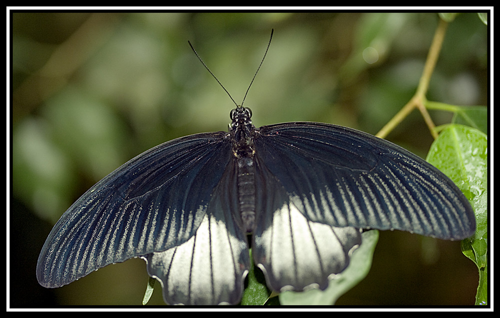 mariposa