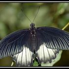 mariposa