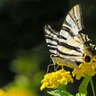 Mariposa