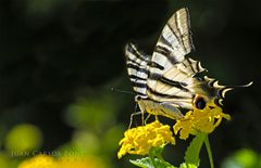 Mariposa