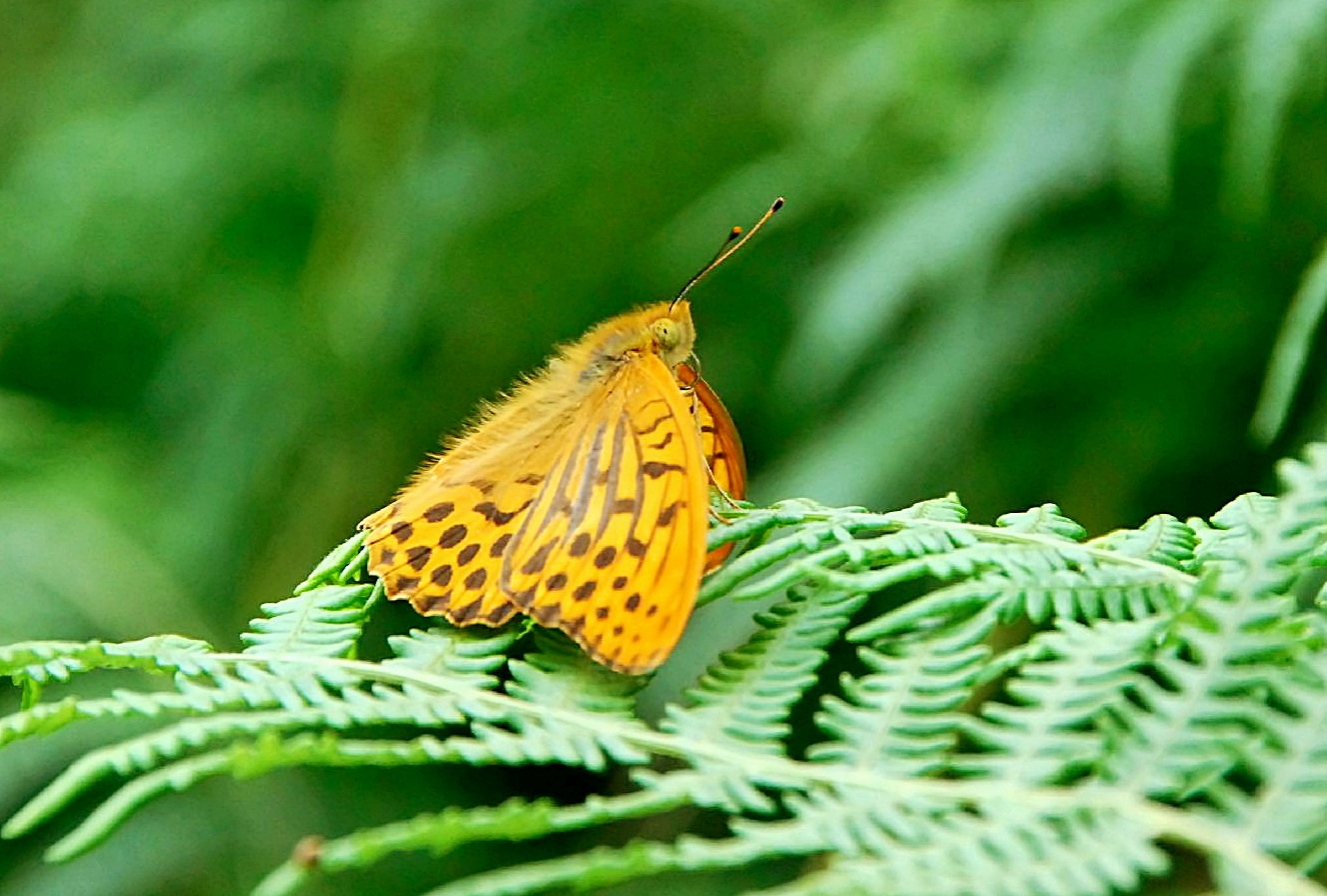 Mariposa bicolor