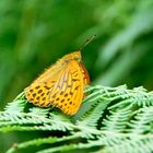 Mariposa bicolor