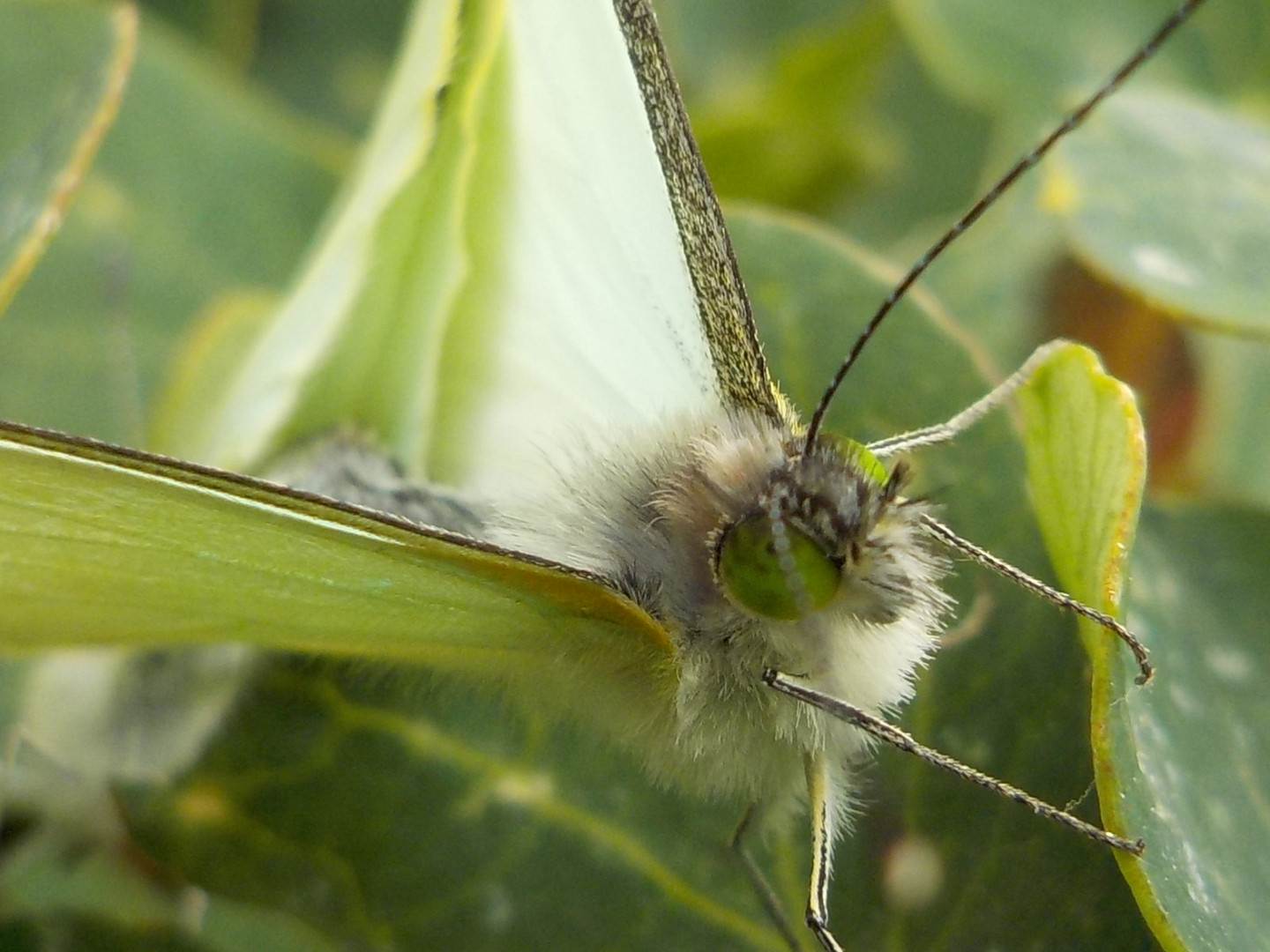 Mariposa blanca