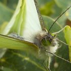 Mariposa blanca